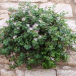 ostuni 23
