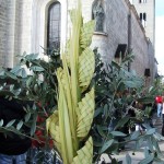 palme 5