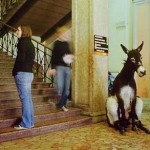 Un_asino_tra_i_dottori