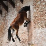 cavallo che esce dal muro