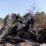 fuoco i