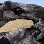 fuoco n