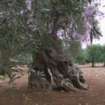 castelluccio 011a
