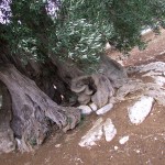 castelluccio 025a