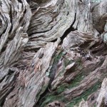 castelluccio 028a