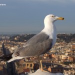 7 sul vittoriano
