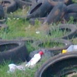 discarica-sanmichele-carovigno (1)