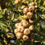autunno (1)