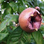 autunno (2)