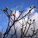 autunno (4)