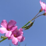 acetosella rosa.4