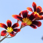 fresia.9