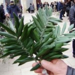 domenica-palme-2018-2
